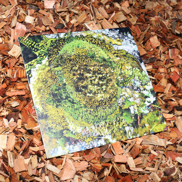 Kinzua : Never Fret, Never Fail (12", EP)